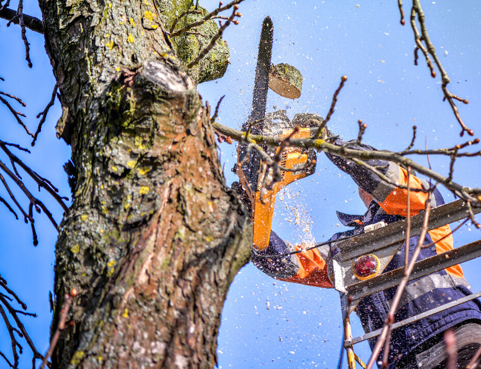 Abattage d'arbres en Haute-Garonne